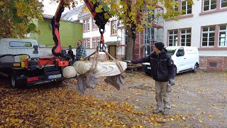 Museum Biebesheim am 41121Der Togatus kehrt zurück [upl. by Korns333]