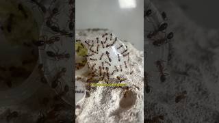 Mes fourmis ont chacune leurs goûts [upl. by Otxilac]