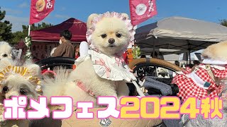 ポメフェス24秋に参加してきました！ [upl. by Trude]