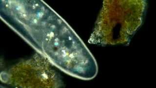 Paramecium Aurelia Polarized light phase contrast darkfeild combination 625x [upl. by Bravar]