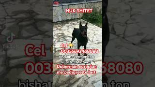 Kultivojm rraca 👉doberman 👉 rottwailer 👉 malinosbelg 👉pudell 👉 french bulldog 👉 maltez 👉 etj [upl. by Drofhsa]