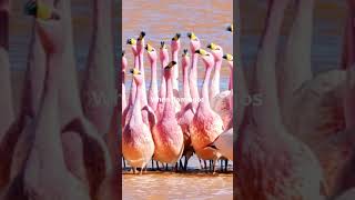 Did You Know A Group of Flamingos is Called [upl. by Leunamne]