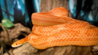 Corn Snake Care [upl. by Naahsar]