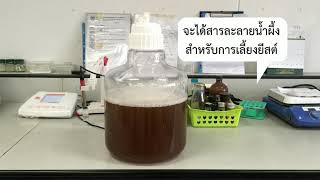 การเตรียมหัวเชื้อยีสต์สำหรับการหมักไวน์น้ำผึ้ง  Inoculum Preparation for Honey Wine Fermentation [upl. by Hnid853]