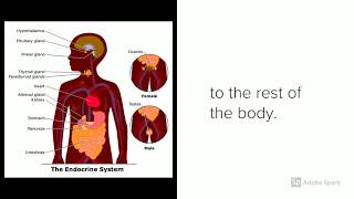 CC Week 11 Cycle 3 Science Endocrine system [upl. by Netsruk]