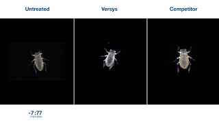 Versys® Insecticide – Aphid Time Lapse [upl. by Somerset]