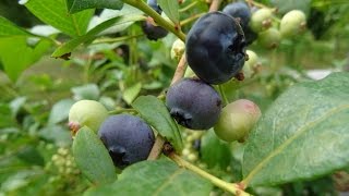 Blaubeeren und Cranberrys einfach genial anbauen und mächtig ernten [upl. by Anitsihc]