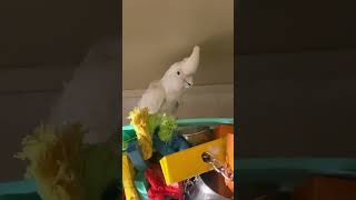 Goffin Cockatoo making a ruckus 😉 [upl. by Nnarefinnej]