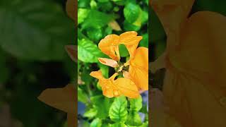 Crossandra infundibuliformis Flower Plant Propagation amp Care plant gardening evergreen india [upl. by Sheilah]