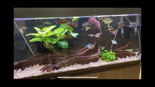 Australian Native Rainbowfish Office Tank  Water change day [upl. by Sapowith7]