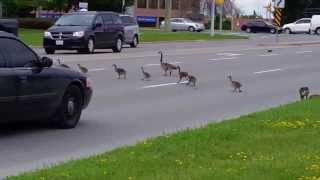 Canada Geese Crossing Road [upl. by Aciras]