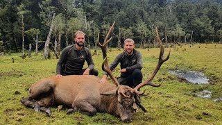 Hunting Fiordland Wild Natives Wapiti 2022 [upl. by Rosabella]