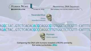 Science Bulletins Neanderthal DNA Sequenced [upl. by Apollo]