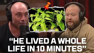 What Salvia Can Do to You  Joe Rogan amp Action Bronson [upl. by Aiht255]