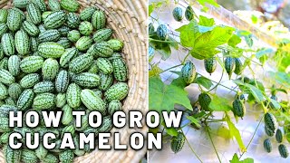 How to grow Cucamelon in a small space in shade  Harvest and taste test Mini Mexican cucumbers [upl. by Bagley]