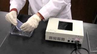 Staining and Imaging an Agarose Gel [upl. by Launame839]