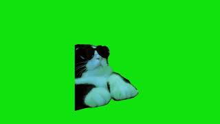 DJ Cat Meme Green Screen Chroma Key Template [upl. by Sorrows]