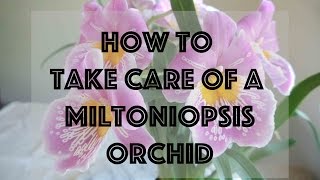 ORCHID CARE  How to take care of a Miltoniopsis Orchid [upl. by Hopkins869]