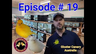 Episode  19 Gloster Canary Australia final show of the show season amp lizard amp fife annual show [upl. by Lada]