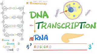 DNA Transcription Converting DNA to RNA [upl. by Kelton409]