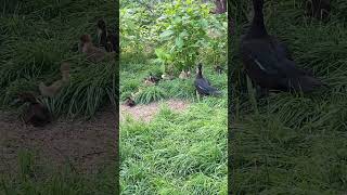 Muscovy ducks foraging muscovyduck muscovyducklings foraging pastureducks animals ducks [upl. by Kruse]