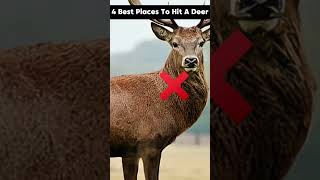 4 Best Places To Hit A Deer And Survive [upl. by Ardnnaed]