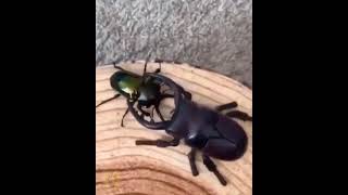 When A Real Beetle Fights a Robot Beetle [upl. by Lertnahs]