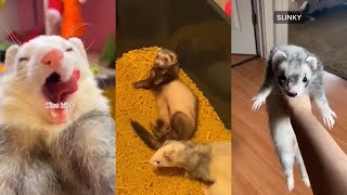 ULTIMATE Ferret TikTok Compilation 2022 pt 8 [upl. by Nair]