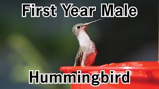 First Year Male Ruby throated Hummingbird Feeding [upl. by Eelatan]