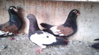 Agra Beautiful Pigeons 19 IndiaIndian [upl. by Nysa67]