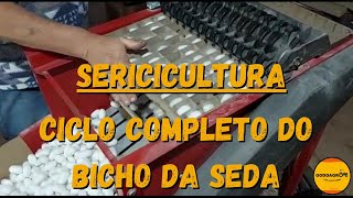 SERICICULTURA  Mostrando o ciclo completo do bicho da seda [upl. by Nodgnal508]