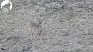 Lo scrocchio del capriolo capreolus capreolus [upl. by Zachar487]