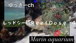 【サンゴ水槽】レッドシー ＲｅｅｆＤｏｓｅ ４ [upl. by Guthry]