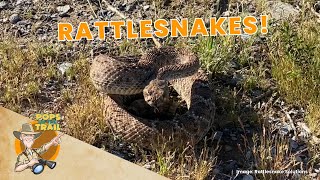 Pops on the Trail in Arizona  Rattlesnakes  Educational Video for Kids [upl. by Sarchet]