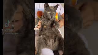 Korat cat does “the dance” [upl. by Ainyt]