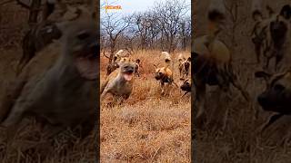 A Bloody African Hound Gives a Merciless Chase to the Hyena [upl. by Nashbar]