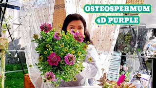 OSTEOSPERMUM 4D PURPLE  SEPARATE AND REPOT PLANT [upl. by Claude]