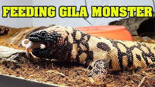 Hand FEEDING GILA MONSTERS We feed a VENOMOUS LIZARD [upl. by Enyedy]