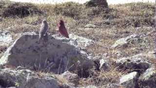 Caucasian Great Rosefinch Kazbegi Georgia [upl. by Pepin]