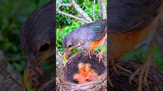 The mother bird brought earthworms for the little onesnature feeding [upl. by Bill]