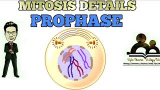 Phases in mitosis and detailed description of prophase made easy for NEET AIIMS [upl. by Mcmullan949]