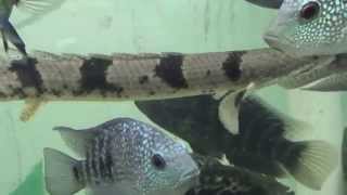 Adult size Endlicheri Bichir with Texas Cichlids Jaguar Cichlids and Catfish [upl. by Ael]