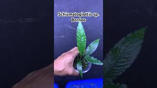 Schismatoglottis sp Borneo ホマロメナ nature homalomena houseplants plants indoorplants garden [upl. by Travax688]