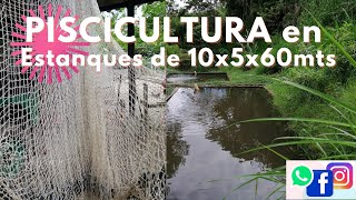 PISCICULTURA EN ESTANQUES DE 10X5X60 [upl. by Nylazor]