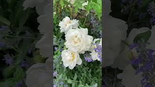 Peony ‘Gardenia’ in Bloom  Illinois Zone 5 Garden Shorts [upl. by Esdras]