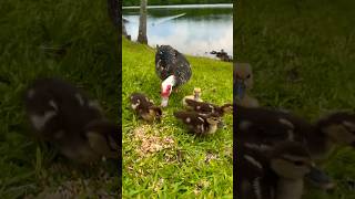 4 Muscovy Ducklings That Broke A Record At Epic Pond [upl. by Anitneuq393]