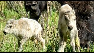 Prophecy Fulfilled Rare White Buffalo Born In Yellowstone Park Serves As quotWarning amp Blessingquot [upl. by Nichols71]