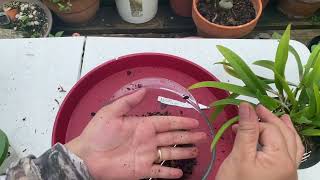 How to Repot Brassavola Nodosa x Guarianthe Skinneri Tips amp Tricks w Chitchat [upl. by Ahsina]