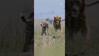 Heroic Cheetah Mother Uses Decoy Tactic to Save Her Cubs from a Determined Lions Attack [upl. by Acemat617]