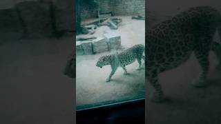 Leopard roarkankariyalakeahmedabadgujaratviralvideotrendingshortsanimalloverzooleopard [upl. by Medeah]